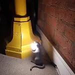 Cocoa Isabella - River Fronted With Secure Parking *